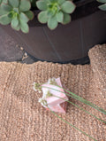 Love Always Pure Devotion Pink Clay Soap - paired beautifully with seeded paper that you can plant and watch your Wild Flowers grow 🪴